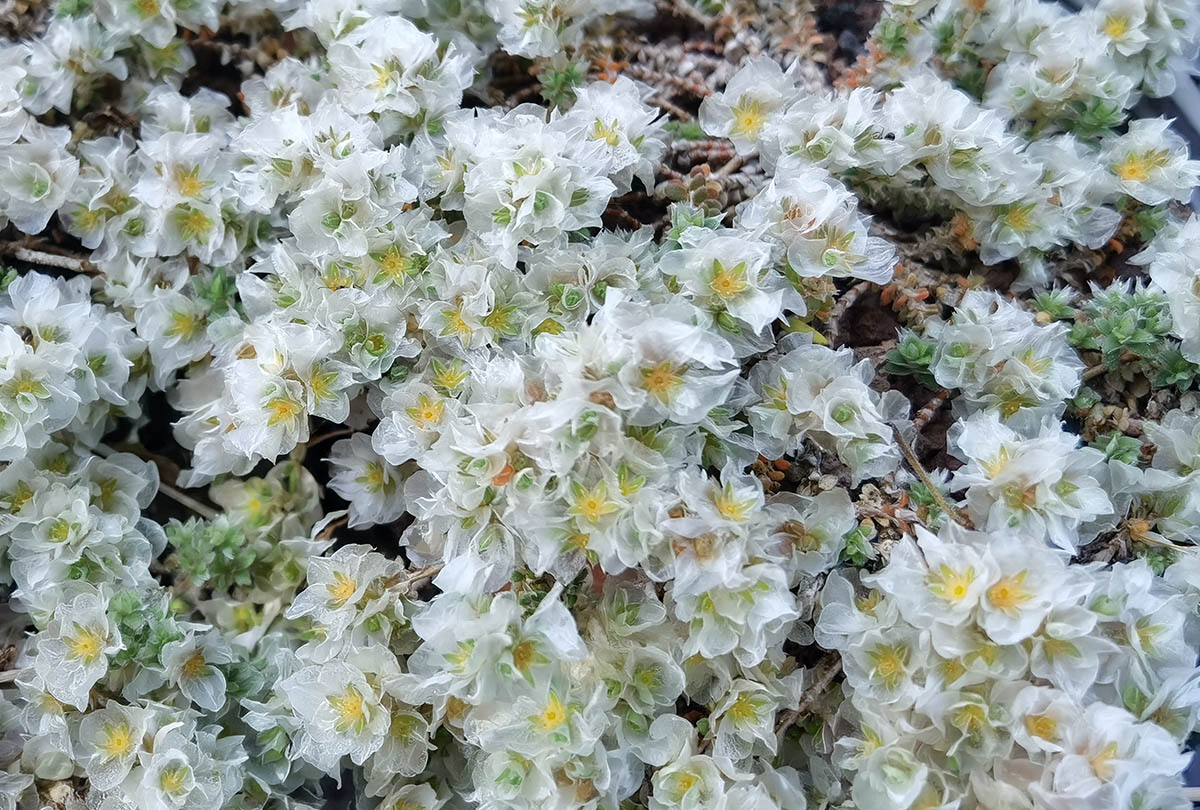 Paronychia argentea photo